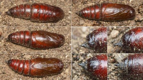 Réf. 215 440 : Ascotis selenaria